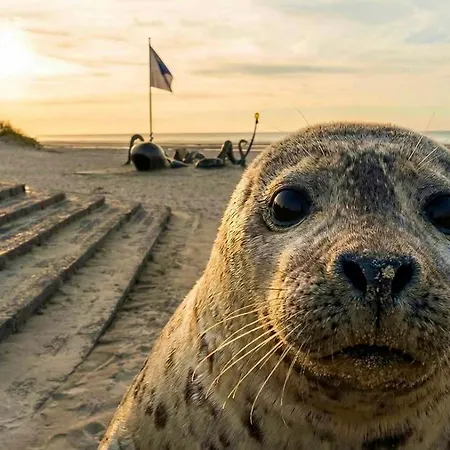 Marine Lägenhet De Panne